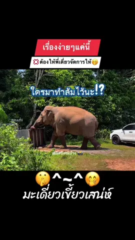 #เทรนด์วันนี้ #พี่เดี่ยว #พลายเดี่ยวหลับ #ช้างป่าเขาใหญ่ #ดิสอิสอะช้าง 