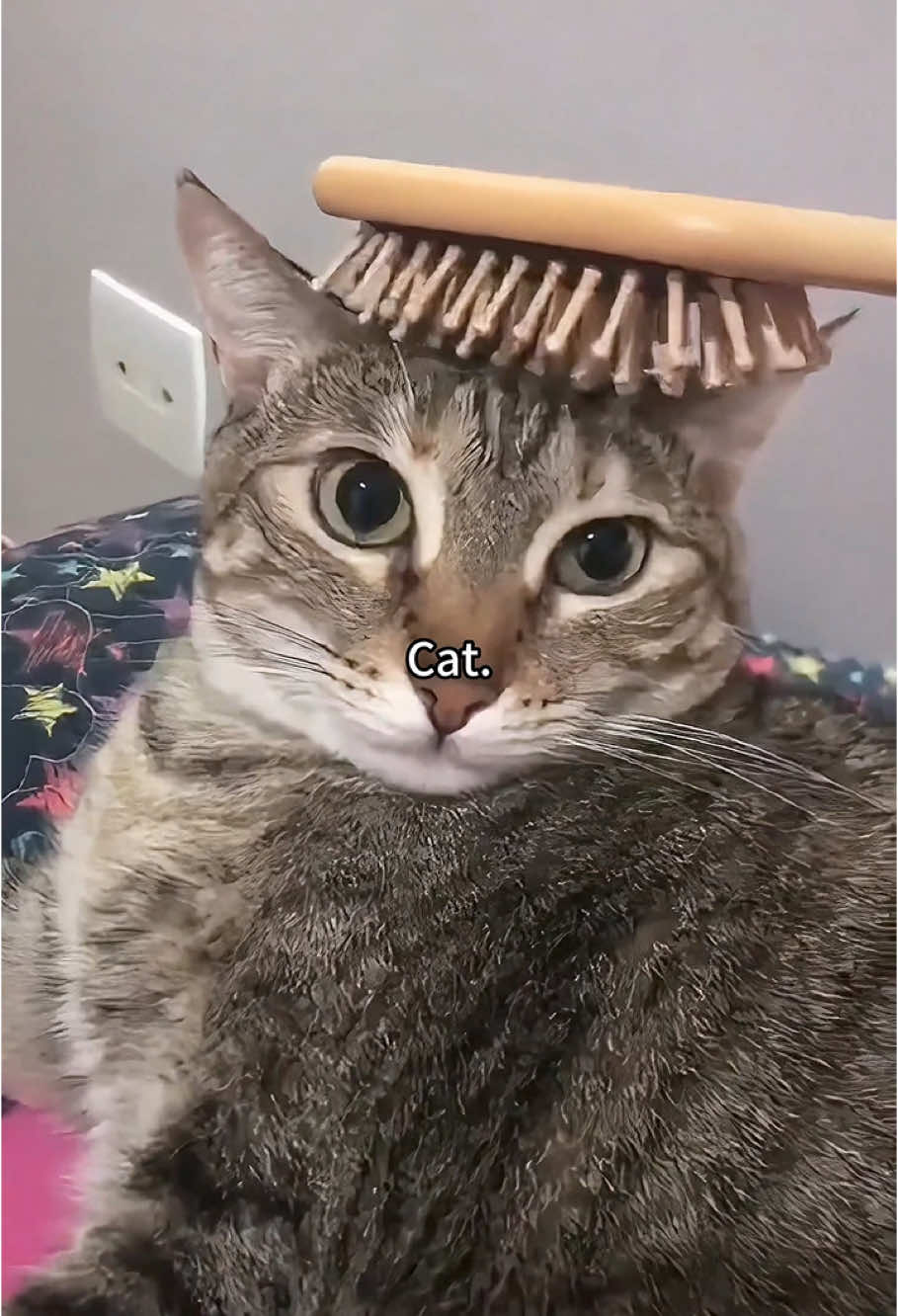 Part283丨What The CAT🐱#funnycats #funnyanimals #petvideos #cat #catsoftiktok #fyp #usa #longervideos #cats #fypage #fypシ゚viral #fyppppppppppppppppppppppp #fypp #fypdong #fypgakni #fypsounds #fyppp 