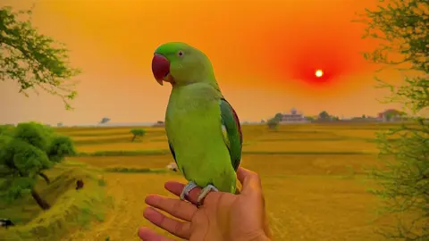 🫀❤️❤️‍🩹#pindwale #foryoupage #tiktokpakistan #1millionaudition #community #tiktok 