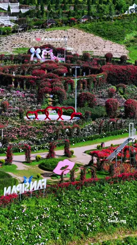 Thung lũng hoa hồng Mường Hoa trên ga cáp treo Fansipan Sa Pa .#nkaujhmoob #nkaujkhosiab #taybac #canhdep #canhdepvietnam #dulich #dulichvietnam #flaycam4k #binhyen 