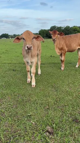 Funny cow barking 🤣#cow#funnyvideos #funny #fyp#foryou#cows #barking 