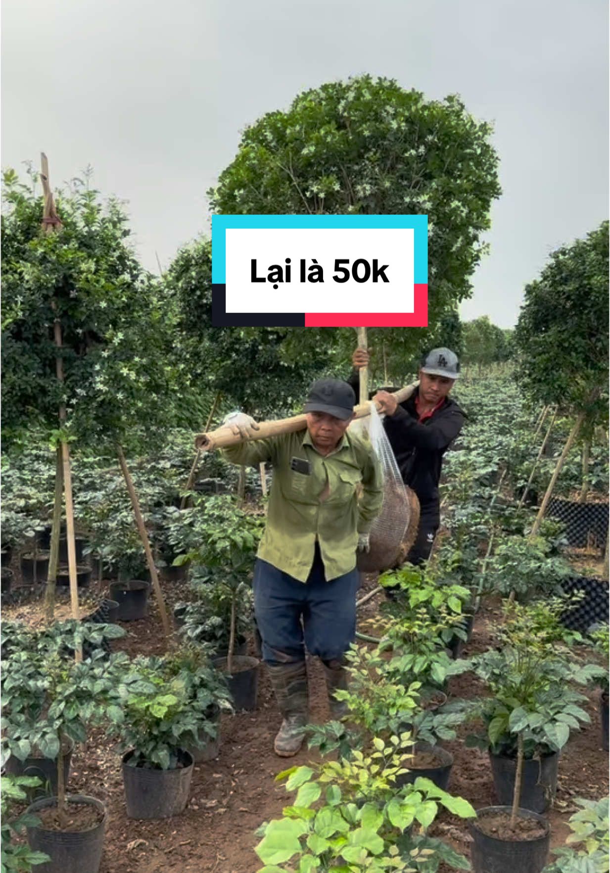 #CapCut lại có bác bảo 50k mới mua thì em chịu rồi, cây nhà em nuôi lâu năm rồi, bao công chăm sóc mà bác nỡ lòng nào báo rẻ vậy #xuhuong #caycanh #mocthuy #nguyetque #caynguyetque #viralvideo #caycanhdep #hoanguyetque #nguyetque 