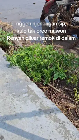 mboten tiang sipp#sawah #kubota #petaniindonesia🇮🇩🇮🇩🇮🇩🌿🌿 