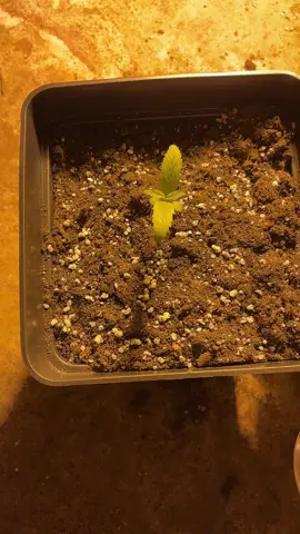 #plantademari #parati 