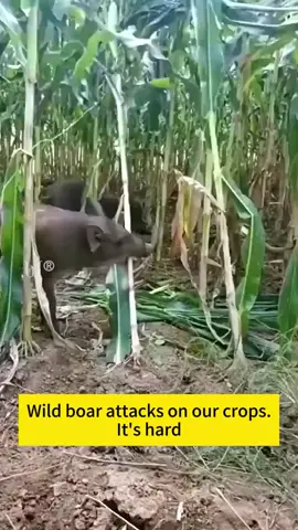 🔥Bleiben Sie im Freien sicher✅Solarbetriebene Tierabwehr-Warnlichter mit lautem Alarm