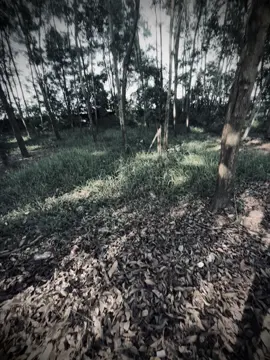 “看着日落我又想起了她。对岸的女孩还会记得我吗？