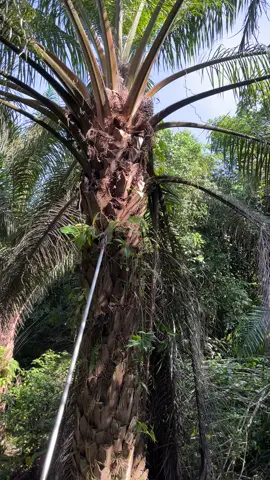 💪🏻 #kulisawit #kulisawitkalimantan #orangbugis 