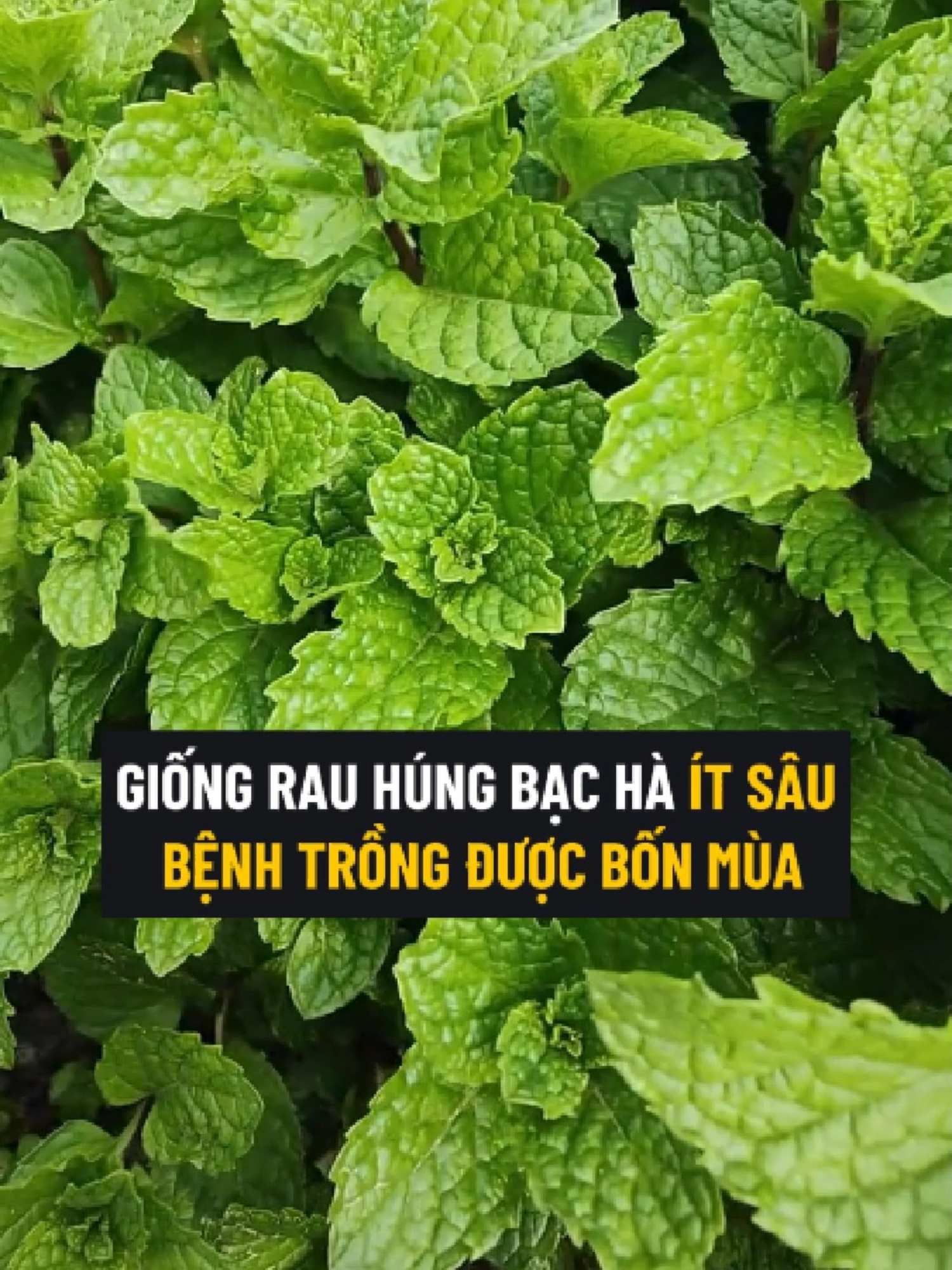 Chị Em Đã Thử Trồng Húng Bạc Hà Bao Giờ Chưa #rau #hungbacha #hunglui #rauhungbacha #rauhunglui #rauthom #hatgiong #hatgiongrau #hatgiongrauthom #hatgionghungbacha #hatgiongrauhungbacha #hatgionghunglui #hatgiongrauhunglui #trongrau #trongrauthom #tronghungbacha #trongrauhungbacha #tronghunglui #trongrauhunglui
