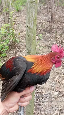 #xuhuong sau 4  tiếng em nó đã chịu vào 