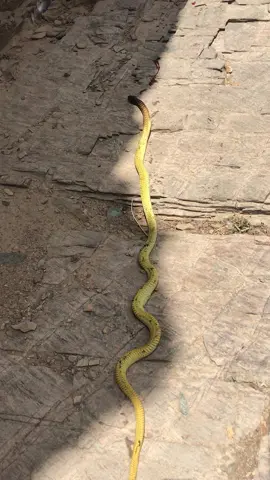 #creatorsearchinsights  #كوبرا🐍  #كوبرا  #كوبر  #الكوبرا🐍🐍  #الكوبرا_العربية  #الكوبرا  #ثعابين  #ثعبان  #أفعى  #زواحف  #الطبيعة  #البريه  #مقناص  #الصيد  #الضلع  #مرقاب_الصيد  #هيكنج  #صبا  #صباح_الخير  #رعب  #جديد  #لا  #لايك  #لايكات  #لايك__explore___  #كسب  #كسلبور  #اضافة  #دعم  #متابعي  #وبر #وبران #وبران_بریه #وبران_ارانب_قهد_حجل #وبر_اليف #مقناص #الصيد #قصيدة #حجل #حجل_بري #حجل_قطا_قهد_رهو_قمري_غطاط_ #طيور #تصويري #قنص #اك 2042 #کوبرا را #کوبرا #کوبر #الكوبرا  #كوبرا🐍  #كوبرا  #كوبر  #الكوبرا🐍🐍  #الكوبرا_العربية  #الكوبرا  #ثعابين  #ثعبان  #أفعى  #زواحف  #الطبيعة  #البريه  #مقناص  #الصيد  #الضلع  #مرقاب_الصيد  #هيكنج  #صبا  #صباح_الخير  #رعب  #جديد  #لا  #لايك  #لايكات  #لايك__explore___  #كسب  #كسلبور  #اضافة  #دعم  #متابعي 