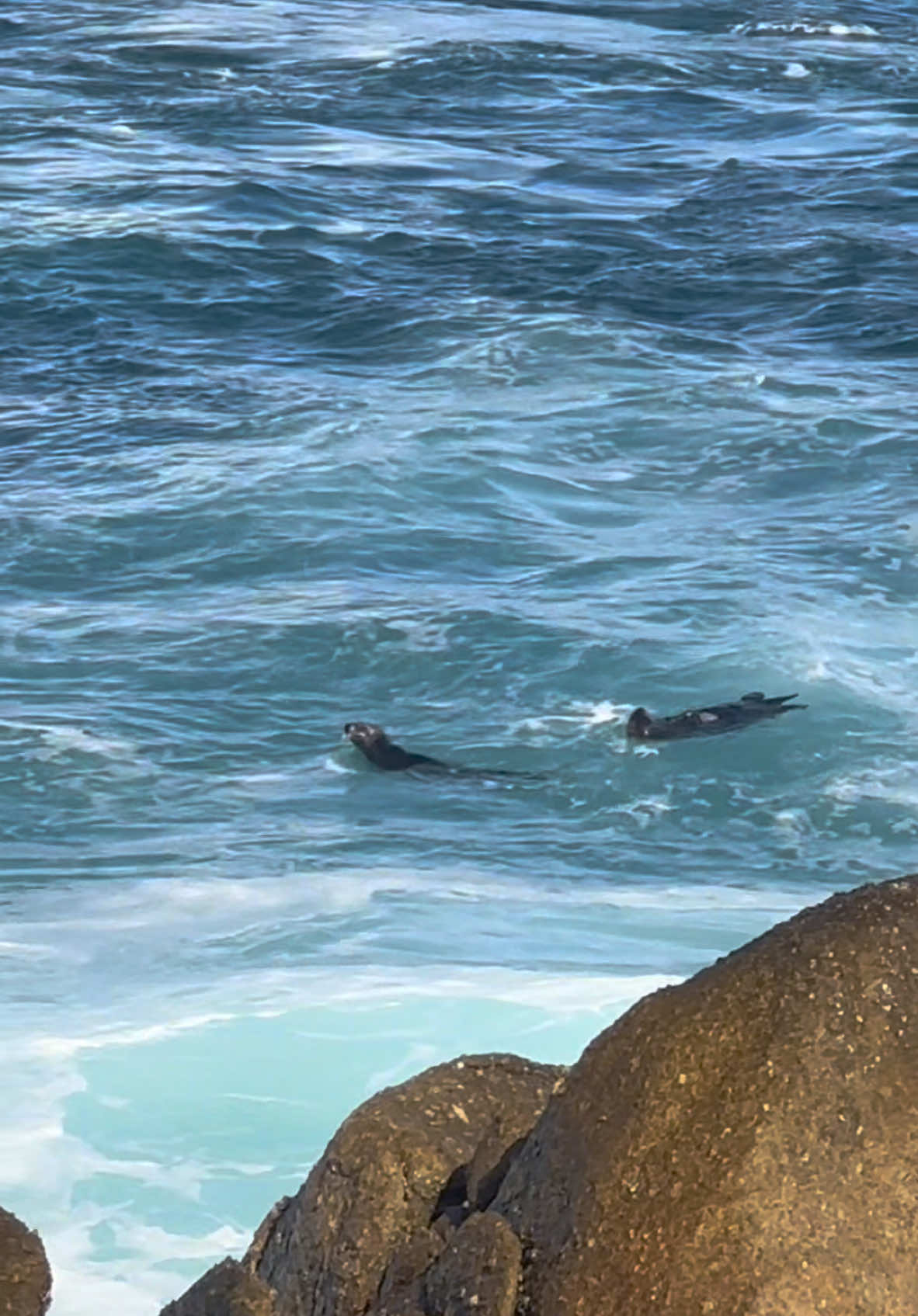 Favorite part of my walks are seeing all the sea otters! 🦦🩵🌊🫧  #monterey #montereybay #california #fyp #seaotter #seal #sealpup #CapCut 