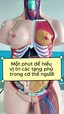 Vị trí tạng phủ trong cơ thể người.#hiểucơthể #duongsinh #lacdaxanh #tânanthảo #tânanquán