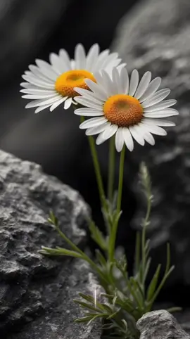 Bana Dünyanın En Güzel Çiçeğini Göster Deseler Annemi Gösteririm...