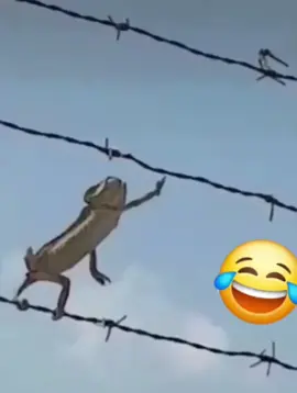 😂😂😂#loveanimals 