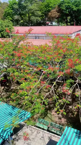 những buổi học cuối cùng…#thcsnguyenthibe #thanhxuanvuontruong #hengaplai #docap3 #nv1🍀 