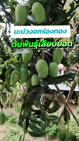 มะม่วงอกร่องทอง  ปลูกง่ายโตไวผลสุกกลิ่นหอมรสหวานธรรมชาติ ต้นพันธุ์แบบเสียบยอดต้นสูง 50-60 เซนติเมตร#มะม่วงอกร่อง #มะม่วงอกร่องทองสวยติดตาอร่อยติดใจ @นายเชนพืชสวน @นายเชนพืชสวน @นายเชนพืชสวน 