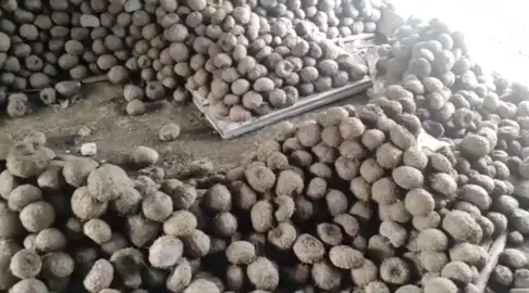 persiapan bibit musim depan 💪🏻💪🏻 #semuapetani #konjac #porang #petaniporang #petanimuda #bibitkonjac 
