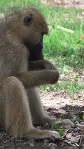 One Arrow, One Chance - And They Don’t Miss 🐒#hadzabe #fpy #foyou #afica #bushlife #africantribe #bushmen #culture #traditional #viral_video #usa_tiktok #USA #miami #trendingvideo #tiktokviral #unitedstates #trends #tranding #animal #hybrids 