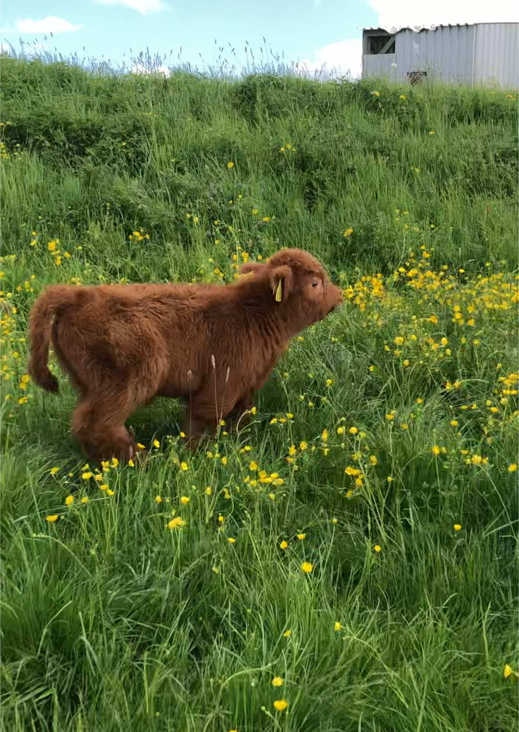 Pretty Little Baby 🥰🐂🌱  These highland cows and calves are so cute 🥹❤️