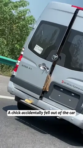 Rescued a chick that fell out of a car and is now part of my family#fyp #usa #chicken #animalsoftiktok #trending #rescue #cute 