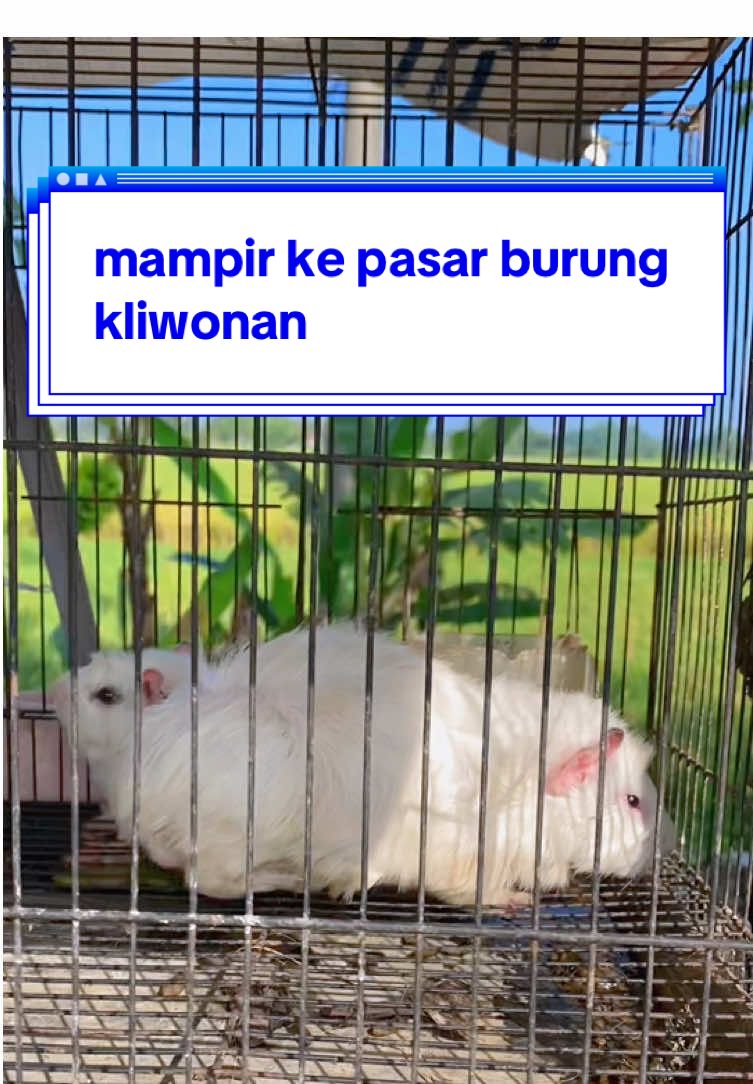 mampir ke pasar burung kliwonan #aviary #ngawi #pleci #burung #lawu 
