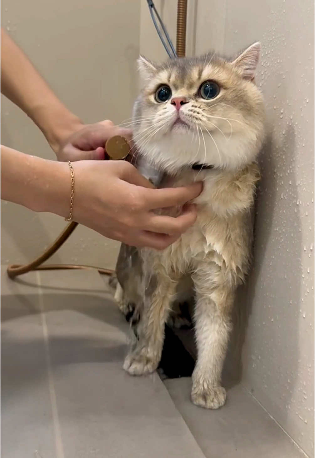 Donnez un très bon bain à mon chat😊😊❤️ #animal #france🇫🇷 #chat #cat #cat #❤️❤️ #fyp #animalsoftiktok #animales 