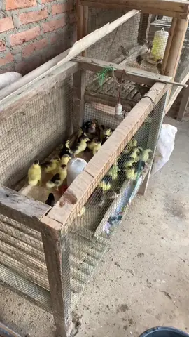 Air Molase atau Tetes tebu sangat bagus untuk pencernaan dan meningkatkan nafsu makan pada entok #entok #molase #tetestebu #peternak #entokjumbo #entokrambon #nafsumakan #peternakmilenial 