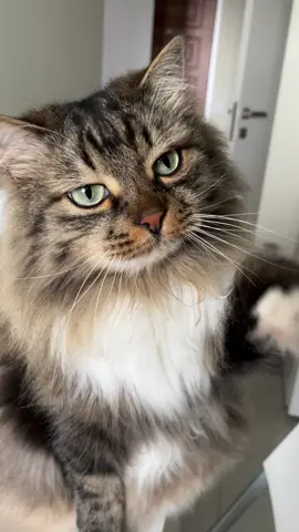 🥹😺
