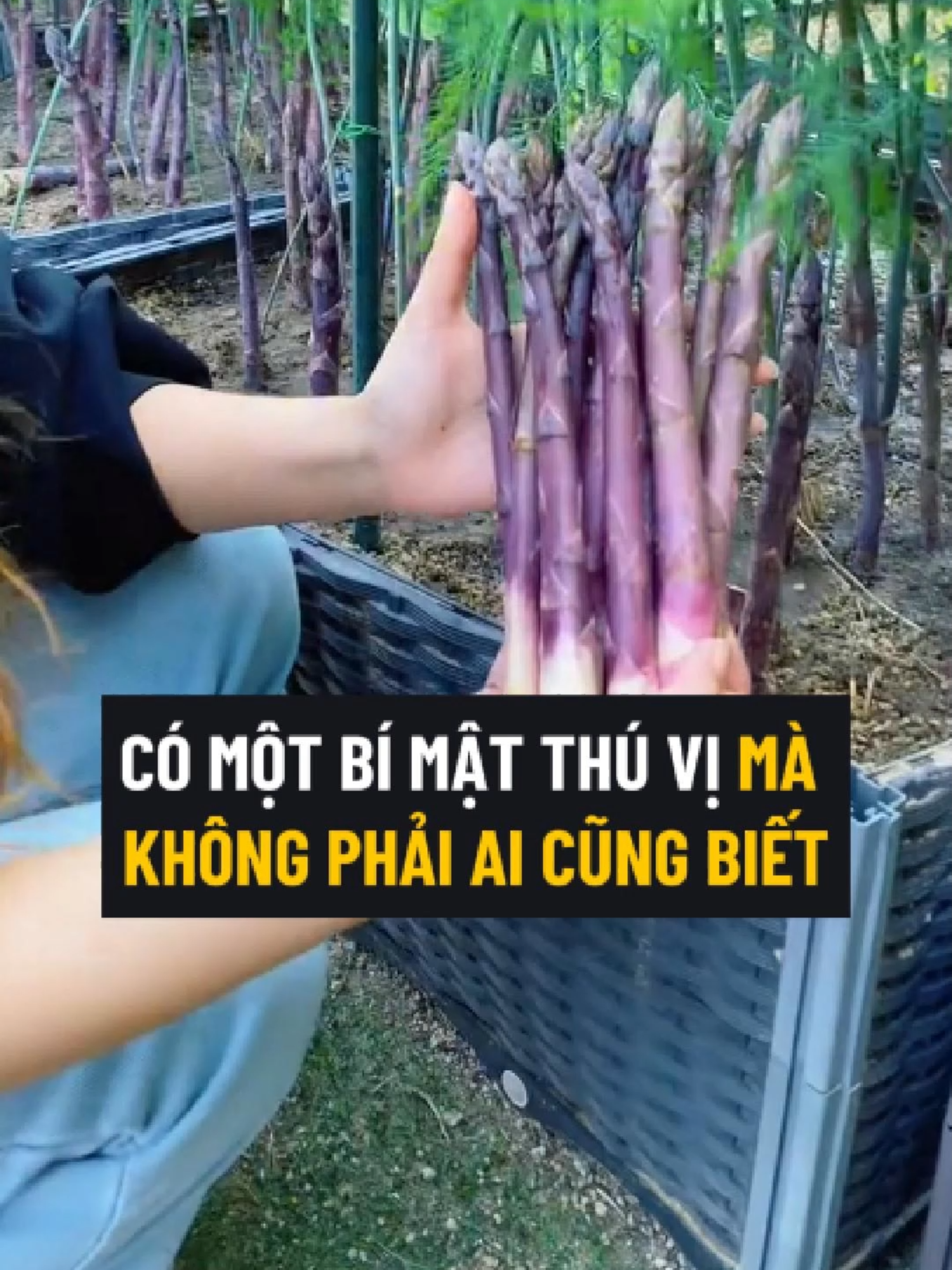 Có Thể Chị Em Không Biết Măng Tây Tím Có Thể Sinh Trưởng Phát Triển Lên Tới Hàng Chục Năm, Trồng Một Lần Thu Hoạch Được Nhiều Lần Luôn Đó Ạ #mangtay #mangtaytim #hatgiong #hatgiongmangtay #hatgiongmangtaytim #trongmangtay #trongmangtaytim