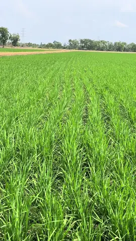 สายพันธุ์ใหม่ๆ ต้องผ่านมือก่อน 😂 40 วัน ไม่มีน้ำจะเติมแล้ว ชอบน้ำขังสะด้วยดิ✌🏻 #สุรชัยบริการkk #สายบินเดี่ยว #โดรนการเกษตร #วัยรุ่นข้าวปลูก #aggieubu30 #กล้าแกร่งพันธุ์ข้าว 