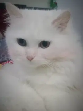 @سردار-📿 #jan #♥️ #viewsတွေရှယ်ကျ🙂👍 #unfreezemyacount #growmyaccount #foryoupageofficiall #tiktokexperience #manoo #catsoftiktok