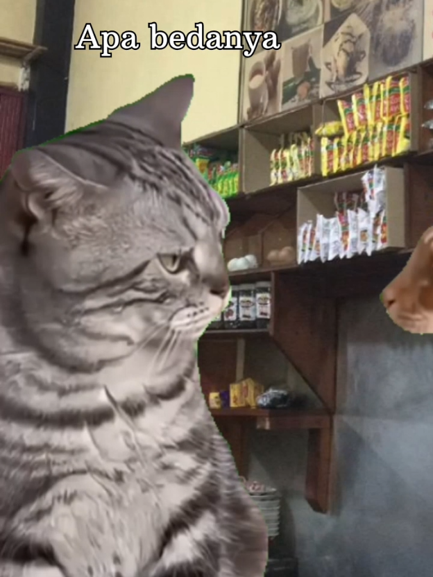 wahaha nya terngiang ngiang #jokesbapackbapack #cat #memekucing #kucinglucu #fyp 