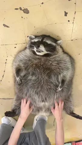 서울사는 너구리🦝 #건대 #미어캣족장 #raccoon #アライグマ #mapache  . . . #건대핫플 #건대카페 #건대놀거리 #건대데이트 