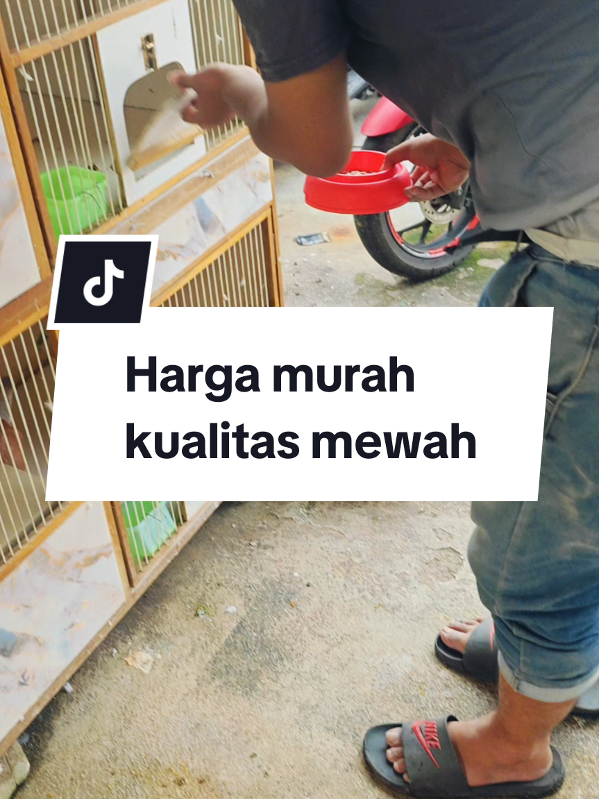 Tempat pakan dapat 11 pcs  burung .kucing dog #brandafypシ  #brandafyp  #brandambassador  #fyp  #foryou  #fyppppppppppppppppppppppp  #fypdongggggggg  #fypp  #fypシ゚  #fyppp  #fyp  #branda  #merpati  #kucing  #anjing  #tatakan  #tatakankandang  #kandang  #alaslantai  #tempatpakan  #cepuktempatpakan  #cepuktempatminum  #tempatpakan  #tempatminum  #telurpalsu  #power&speed #powerspeed  #brandafypシ  #brandafyp  #brandambassador  #fyp  #foryou  #fyppppppppppppppppppppppp  #fypdongggggggg  #fypp  #fypシ゚  #fyppp  #fyp  #branda  #obatkeket  #hercules  #jamumerpati  #jamumerpatihercules  #herculesmerpati  #jamumerpatikolong  #jamumerpatikolongmeja  #jamumerpatiposracing  #jamumerpatibalap  #jamumerpatitinggi  #jamumerpatidasar  #minyakikan  #serabutkelapa  #benderamerpatikolong  #purmerpati  #sulinganmerpati  #jamuhulk  #telormerpatipalsu  #kerambaburung  #tangkringanmurai  #vitaminmerpati  #minyakbawangputih  #piledanmerpati  #jamugiringkeket  #tehtawanmerahmerpati  #cepukmakanburung  #supergrit  #purmerpati  #sawanganmerpati  #vetabolik  #jaringmerpati  #jamukeketgiring  #benderamerpatikolong  #butterfly  #obatetesburung  #masteranburung  #kendwood  #rampok  #rubicorn  #kinem  #rxking  #merpatijuaranasional  #merpati  #merpatilovers  #merpatilovers  #merpatikolong  #merpatikolongbebas  #merpatibalapindonesia #merpatiku  #merpatikolongmeja  #merpatiku  #merpatifreefly  #merpatijinak  #merpatiindonesia #merpatiindonesia #pmtibogordepok #merpatikolongjogja #merpatiputih  #merpatilosdorr  #pmti  #pmtiindonesia  #pmkn  #shampomerpati  #sampokhususburung  #musikramadhan  #jamumerpati  #obatmerpati  #dopingmerpati  #merpatilovers  #jamuhercules  #merpatikolongbebas  #merpatigiringparah  #merpatiku #merpatibalapindonesia #merpatikolong  #merpati .  #pmti  #pmtiindonesia  #pmtinasional  #ppmbsi  #merpatigiringkeras #merpatijuara  #merpatijuaranasional  #merpati  #merpatilovers  #merpatilovers  #merpatikolong  #merpatikolongbebas  #merpatibalapindonesia #merpatiku  #merpatikolongmeja  #merpatiku  #merpatifreefly  #merpatijinak  #merpatiindonesia #merpatiindonesia #pmtibogordepok #merpatikolongjogja #merpatiputih  #merpatilosdorr  #pmti  #pmtiindonesia  #cepuk  #tempatpakan  #telormerpati  #sampomerpati  #sampoburung  #merpatibandung 