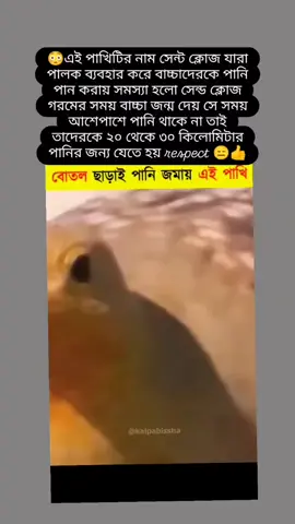 😳এই পাখিটির নাম সেন্ট ক্লোজ যারা পালক ব্যবহার করে বাচ্চাদেরকে পানি পান করায় সমস্যা হলো সেন্ড ক্লোজ গরমের সময় বাচ্চা জন্ম দেয় সে সময় আশেপাশে পানি থাকে না তাই তাদেরকে ২০ থেকে ৩০ কিলোমিটার পানির জন্য যেতে হয় respect 😑👍 #save #people #fypシ゚viral #foryou #foryourpage #tiktokviral #plzunfrezemyaccount #growmyaccount #plzviral🥺🥺🙏🙏foryoupage @TikTok 
