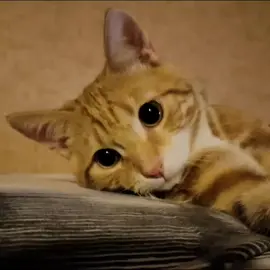 Медовик #кот #грустно #cat #sad #edit #sadedit #эдит #грустныйэдит 