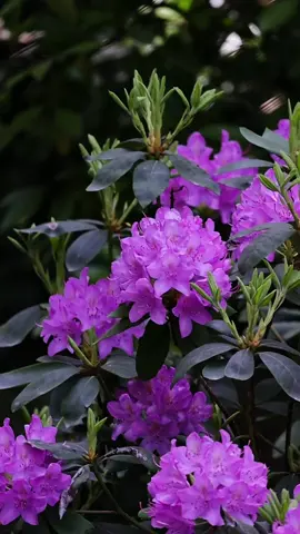 Hoa đỗ quyên 🌸🌸 hoa này trồng chậu trồng đất hay bonsai đều đẹp luôn nha🥰🥰 #hoadep #hoasanvuondep #hoacaycanh #hoadoquyen 