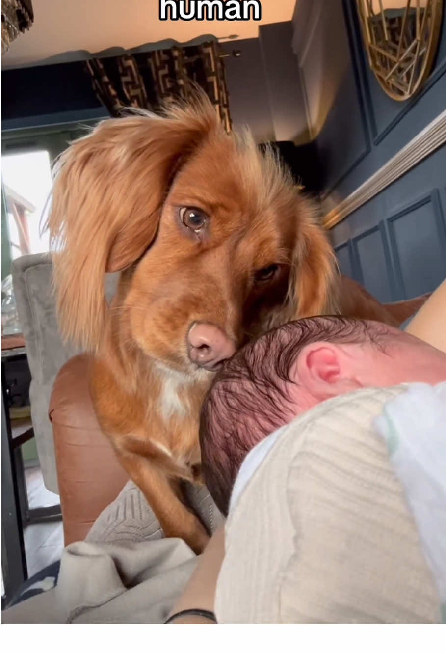 Dog sees baby for the first time 🐶🍼#dog #baby #cute #doglover #lovestory #tiktok 