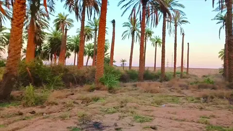 #تصويري_احترافي_الاجواء👌🏻🕊😴 #يعبد_مابيهم_محنه #الريف #بساتين_العراق #مشاهدات 