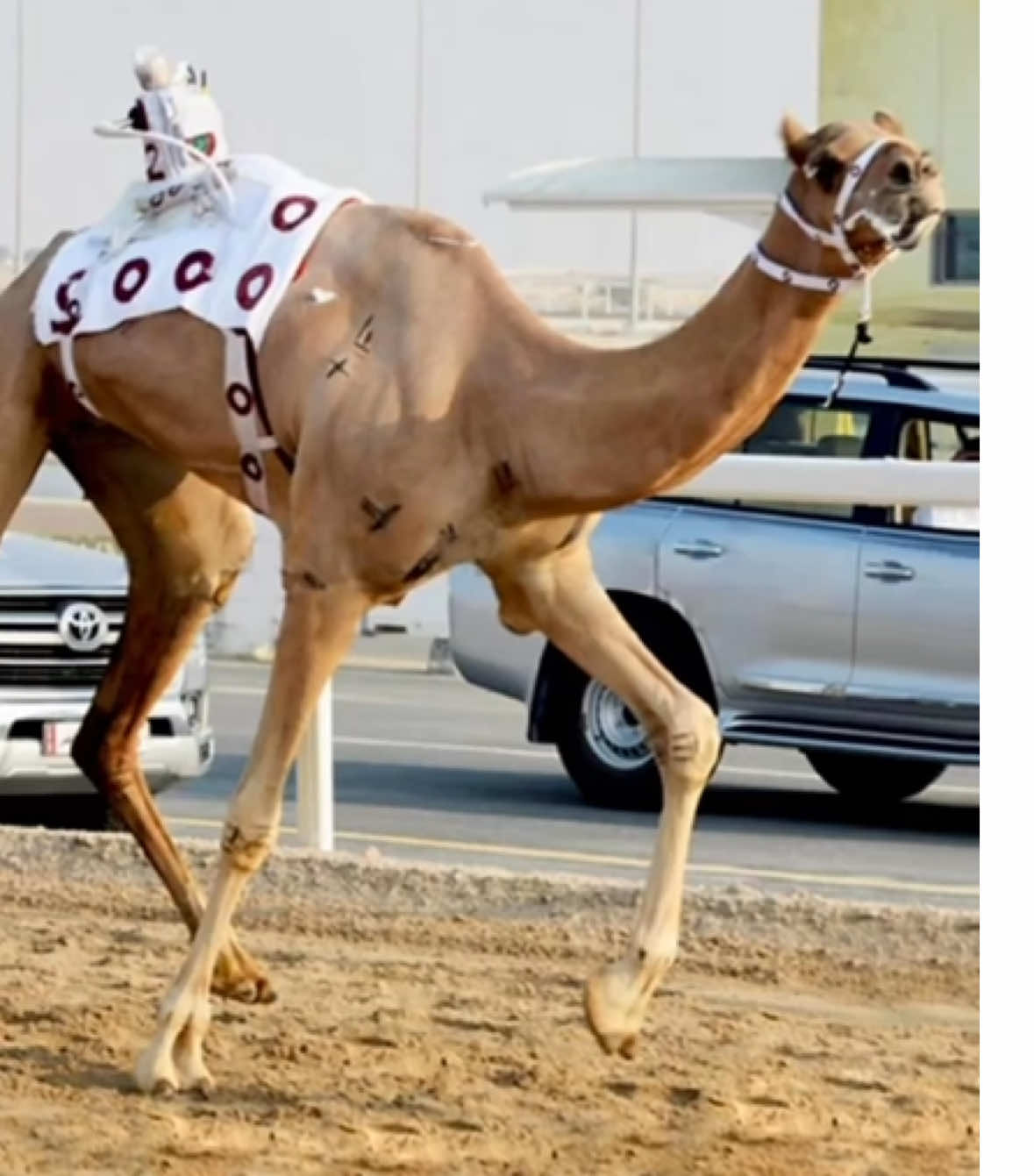 نـــٌــو ✌🏼💜 #صايد_الرموز  #هجين #viral #صياد_الرموز #قطر🇶🇦 #سباق_الهجن #تصميم_فيديوهات🎶🎤🎬 #هجن_الخيارين 