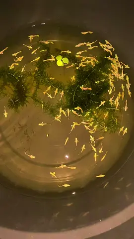 #fyp #fullgold #fullgoldribbon #fullgoldvietnam #guppystore #dypdongggggggg #fyppppppppppppppppppppppp #guppy 