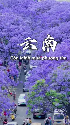 POV: Tới Côn Minh vào mùa hoa phượng tím nở ✨💜  Vivu Đại Lý- Côn Minh khở.i hành 22/5 z.á 6.9.9.0.🐠 mn lh  e nhegg 💜  #MeTrungQuoc #yunnan #xuhuong #hychaucotran #dali #phuongduongapthon #kunming #hoaphuongtimconminh 