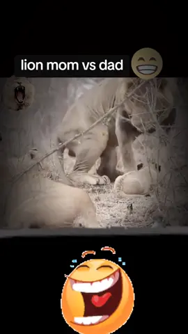 lion mom vs dad fight #million #trending #unfreeze #growmyaccount #grow #unfreazemyaccount #funnyvideo #creatorsearchinsights 