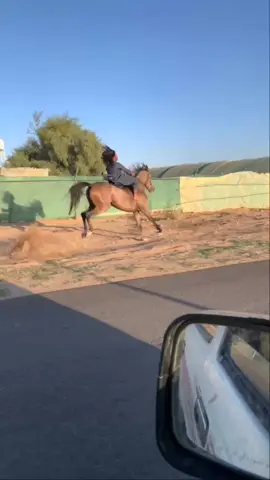 الريم وحي ذكرالله#باركك #فيها #الريم☠️🔥 #ماشاءالله_تبارك_الله_اذكروا_الله #خيل_وخياله🐎 