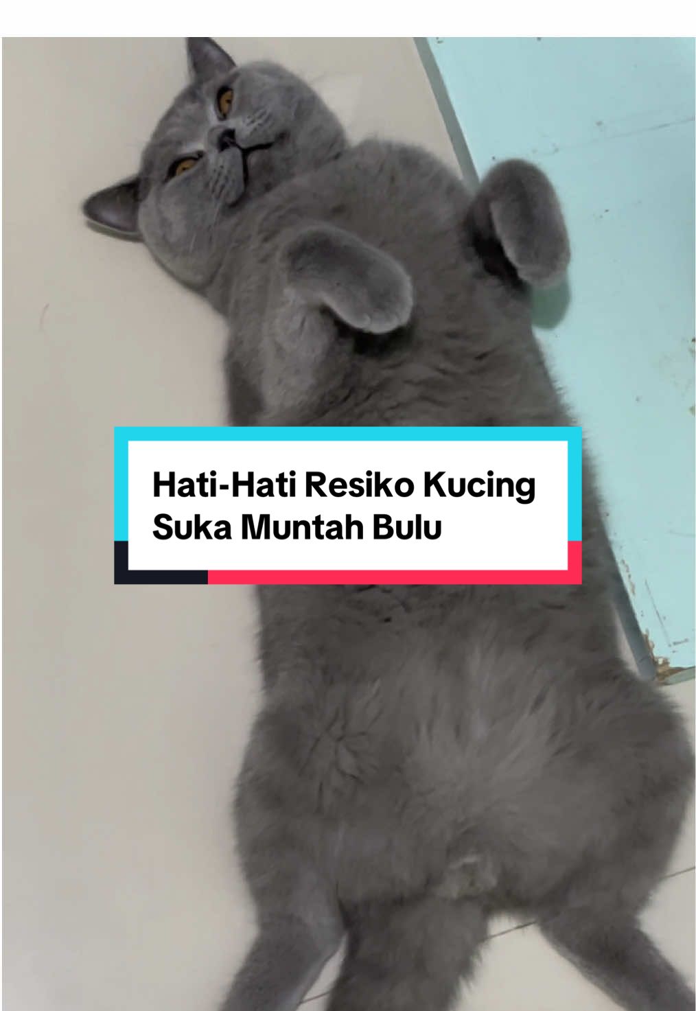 Yuk cobain minyak kelapa ini ke kucing, manfaatnya bagus untuk hairball, sembuhin jamur dan bebas bau mulut #kucing #kebutuhankucing #fyp 