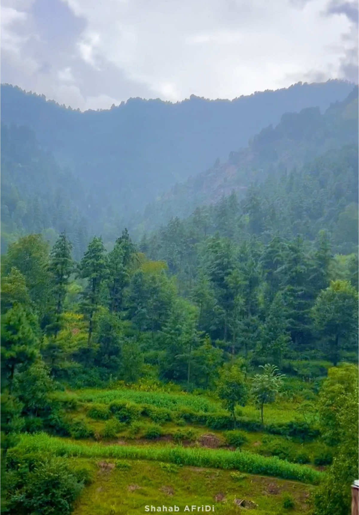 Guess The Flower ? ⛰️ 🌸                 #tirahvalley #explore #foryoupage #typ #peaceful #rain #viralvideo #watan #shahab_afridi313 