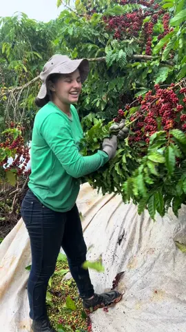 #cafe #agro #dia 