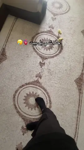 #اكسبلور #لايك__explore___ #صيصان #دجاج #لايك__explore___ 