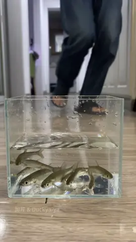 🤩 wow fish buffet #duck #pets #cute #funny #interesting #fyp #fish #annimals 