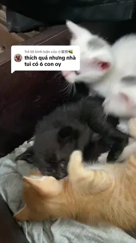 Trả lời @小蜜蜂🐝 